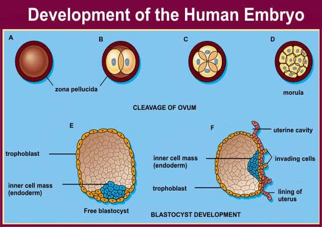 Human Embryo Development