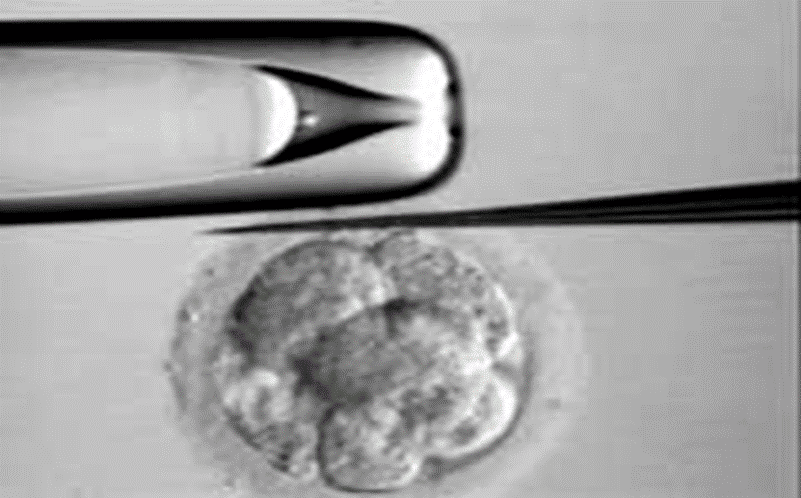 Embryo Assisted Hatching