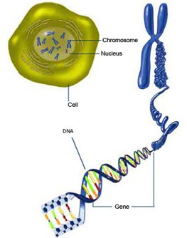 Genes and chromosomes 101