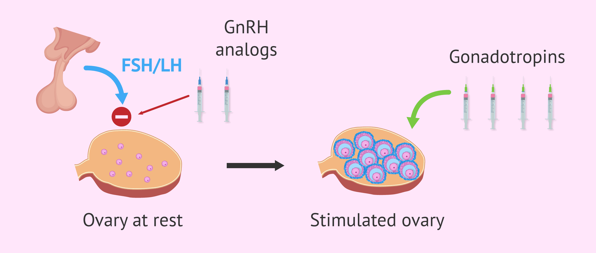 Testing Hormones that Control Ovulation and Embryo Implantation