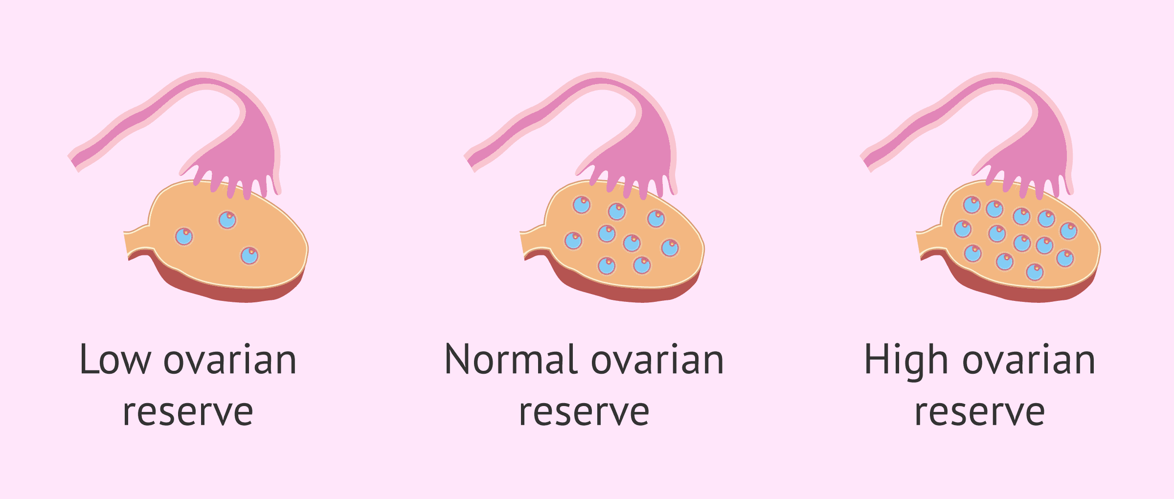 Testing Hormones Indicate Ovarian Reserve