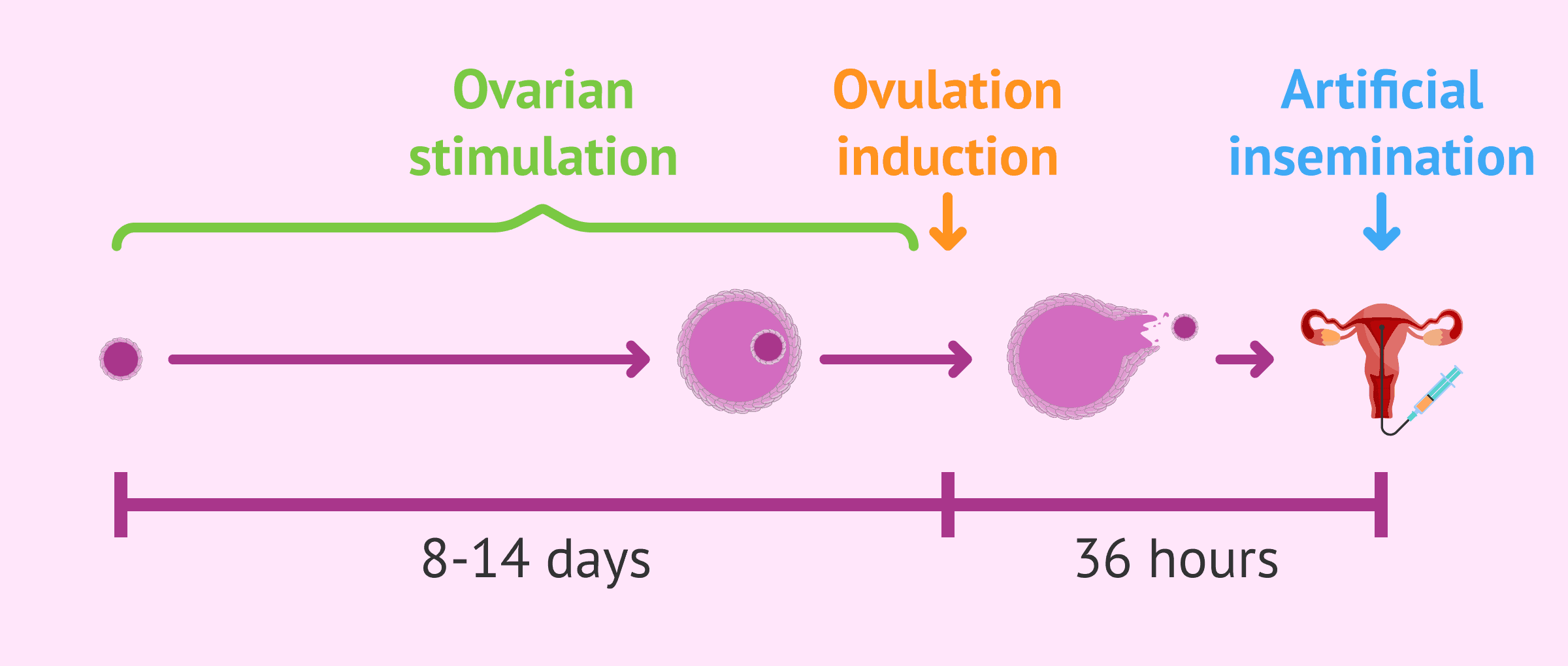 Superovulation